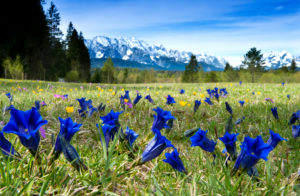 Enzian meadow near the river Isar, in the background the Wetterstein mountain range, Wallgau, Bavaria, Germany Enzian meadow near the river Isar, in the background the Wetterstein mountain range, Wallgau, Bavaria, Germany